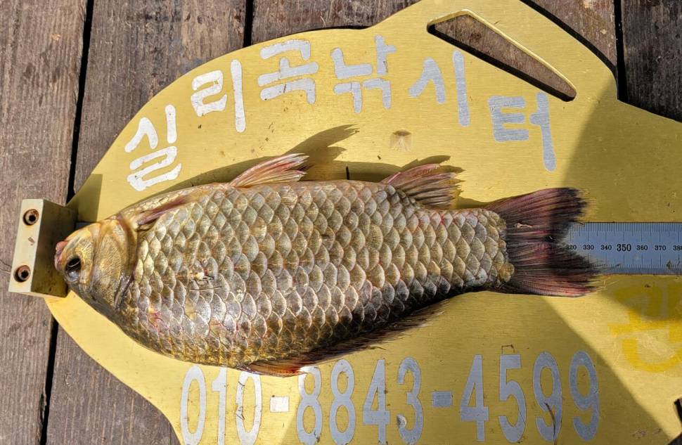청풍 실리곡낚시터 허리급 조황입니다 (조황조행기 - 충주호조황속보)