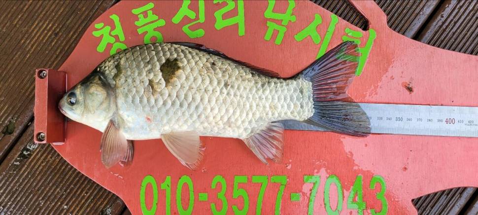 청풍신리낚시터 43cm4짜외 허리급 조황 (조황조행기 - 충주호조황속보)