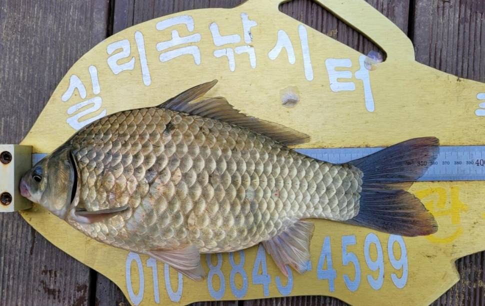 실리곡낚시터 조황입니다 (조황조행기 - 충주호조황속보)