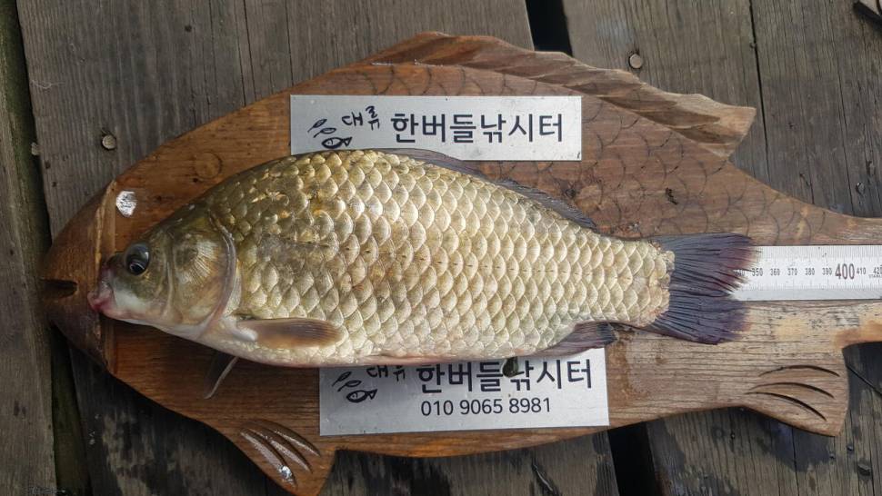 허릿급및 준월척 마릿 수 조황입니다 (조황조행기 - 충주호조황속보)