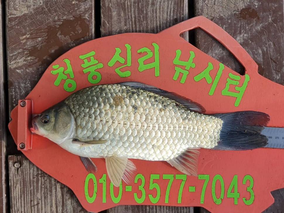 청풍신리낚시터 4짜외 허리급 조황입니다 (조황조행기 - 충주호조황속보)