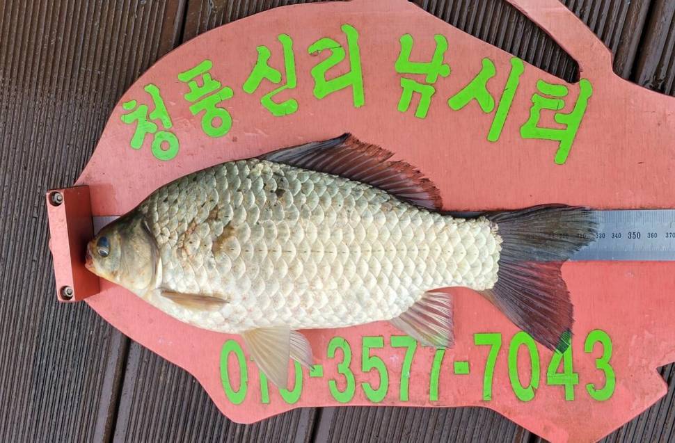 청풍신리낚시터 조황정보입니다 (조황조행기 - 충주호조황속보)