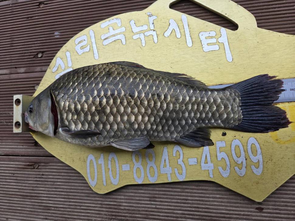 청풍 실리곡낚시터 조황입니다 (조황조행기 - 충주호조황속보)