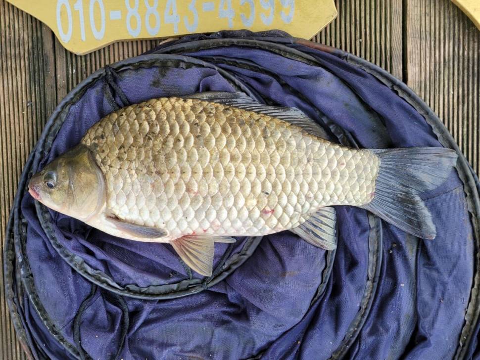 실리곡낚시터 43cm 대물 조황입니다 (조황조행기 - 충주호조황속보)