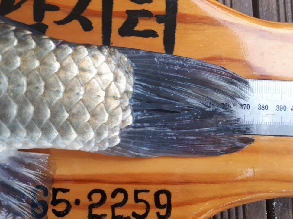 사오단돈조항전합니다 (조황조행기 - 충주호조황속보)