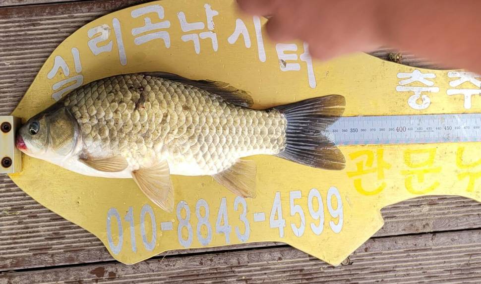 실리곡낚시터 허리급 조황입니다 (조황조행기 - 충주호조황속보)