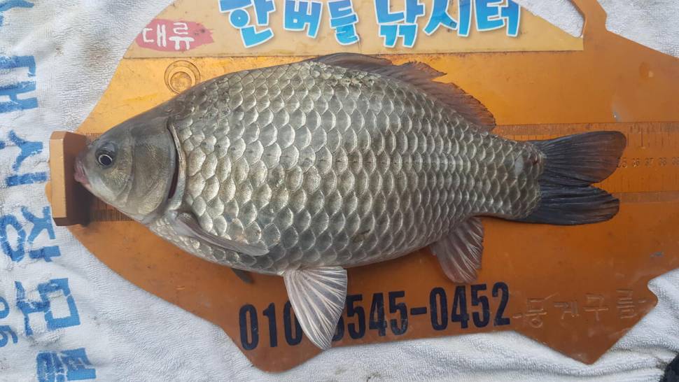 한버들 조황입니다 (조황조행기 - 충주호조황속보)