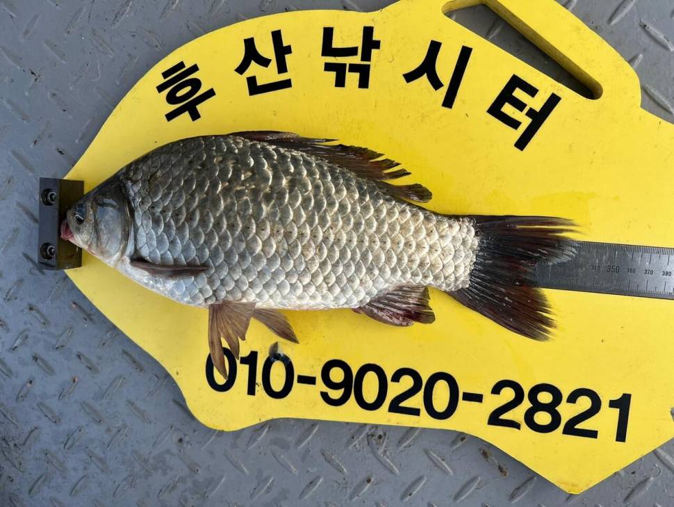 후산낚시터 조황정보 (조황조행기 - 충주호조황속보)