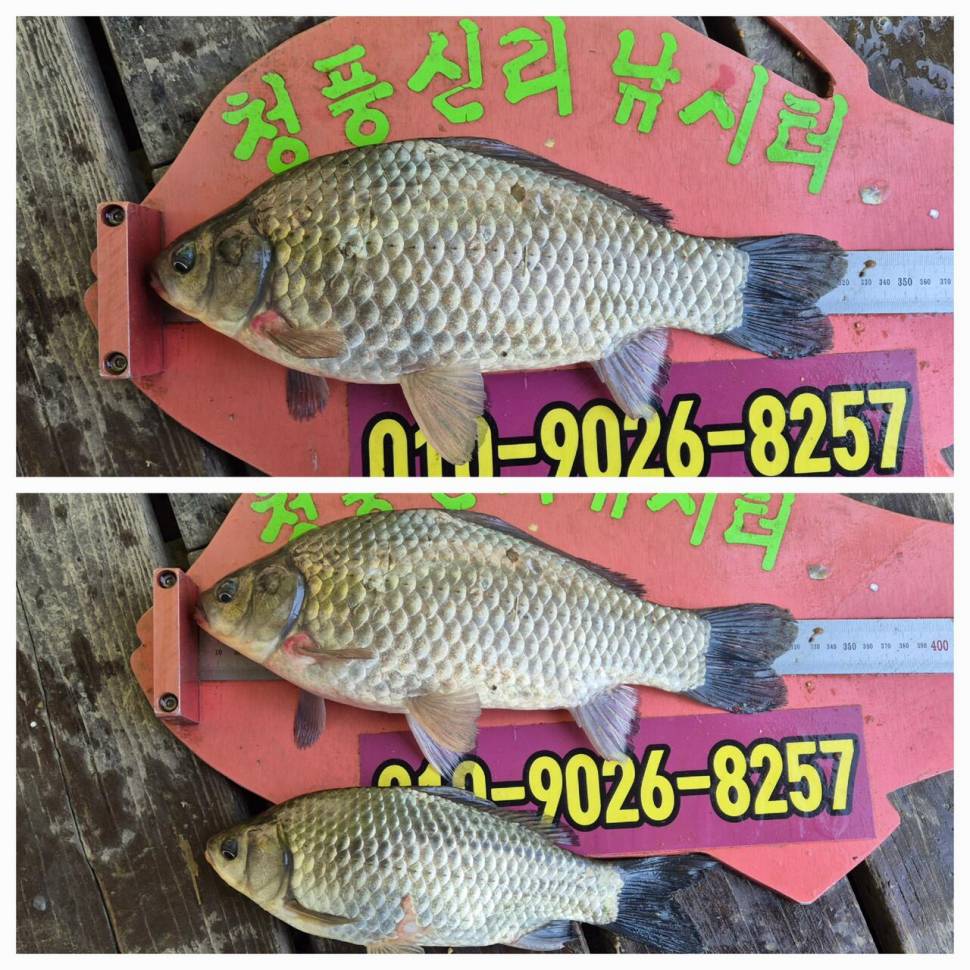청풍신리낚시터 주말조황입니다 (조황조행기 - 충주호조황속보)