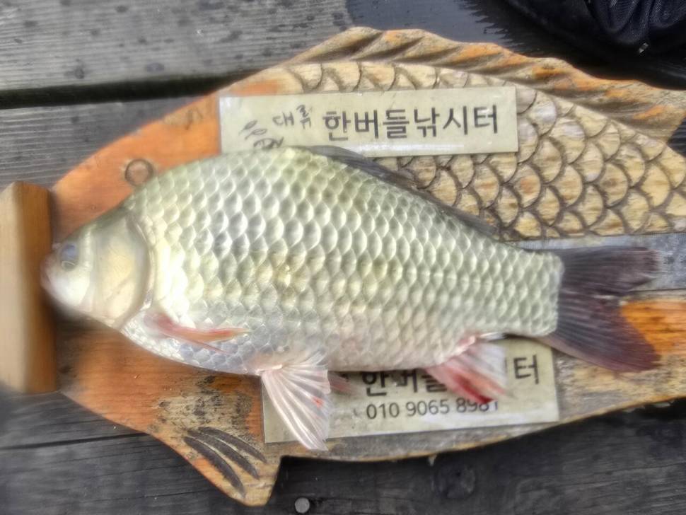 청풍 한버들 조황입니다 (조황조행기 - 충주호조황속보)