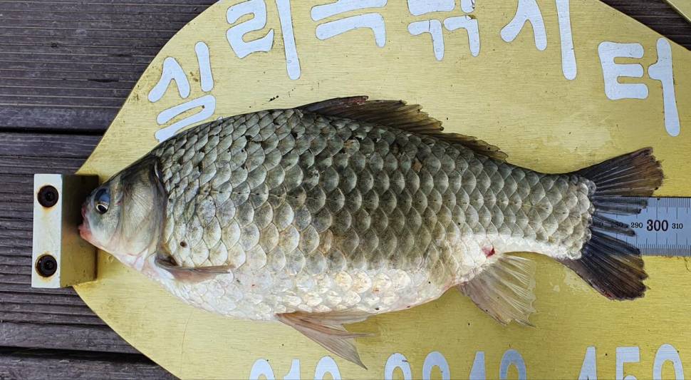 실리곡낚시터 허리급 조황입니다 (조황조행기 - 충주호조황속보)
