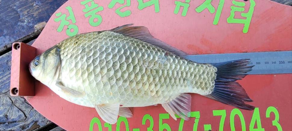 청풍신리낚시터 허리급 조황입니다 (조황조행기 - 충주호조황속보)
