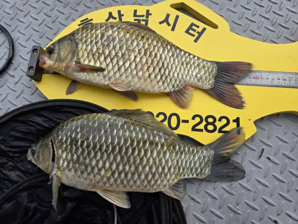 후산낚시터 조황안내 (조황조행기 - 충주호조황속보)