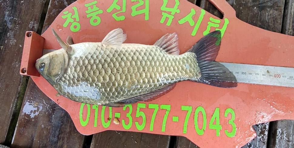 청풍신리낚시터 4짜외 대박조황입니다 (조황조행기 - 충주호조황속보)