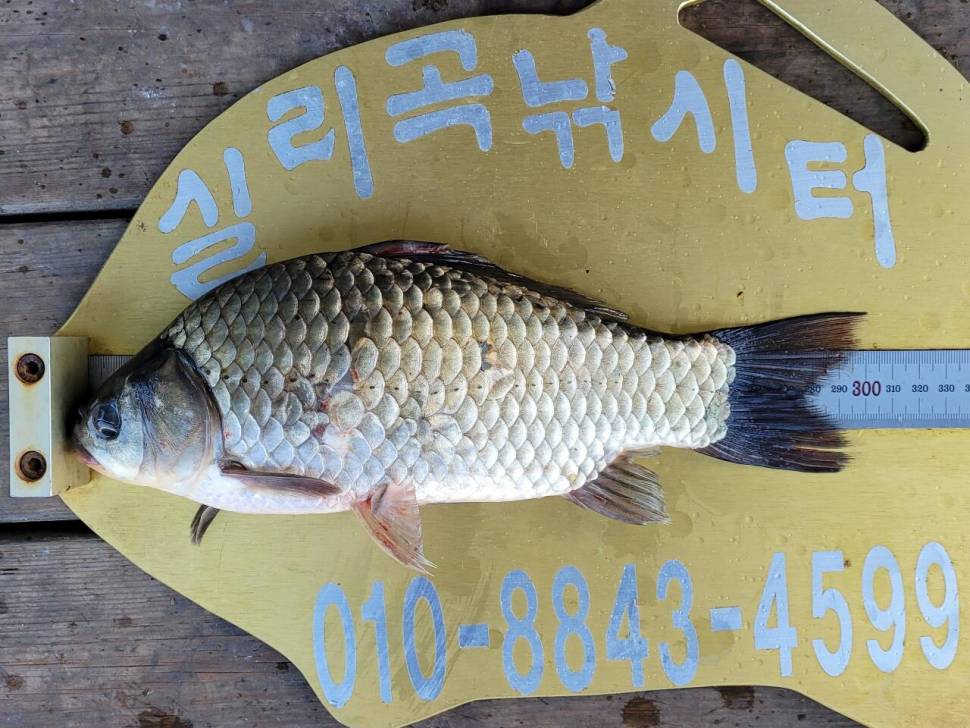 실리곡낚시터 조황입니다 (조황조행기 - 충주호조황속보)