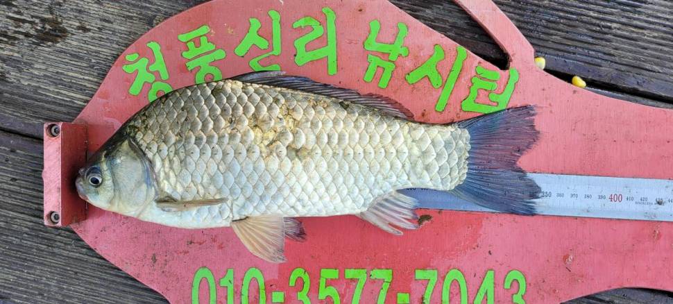 청풍신리낚시터 조황입니다 (조황조행기 - 충주호조황속보)