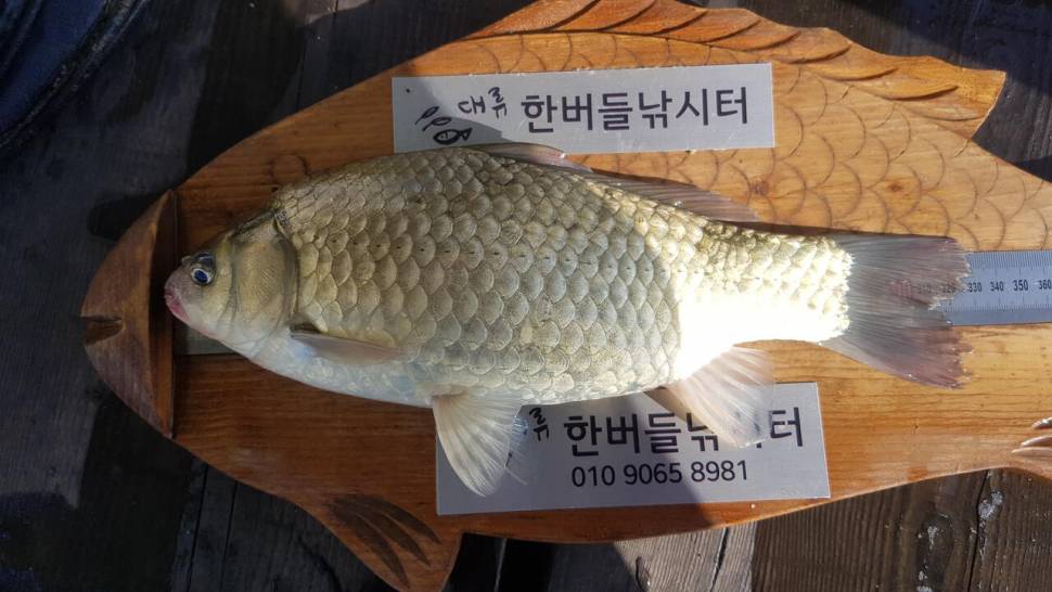 한버들 4짜 포함 허릿급 조황입니다 (조황조행기 - 충주호조황속보)