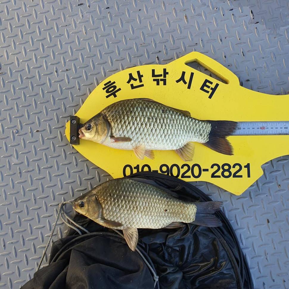 후산낚시터 조황정보 (조황조행기 - 충주호조황속보)