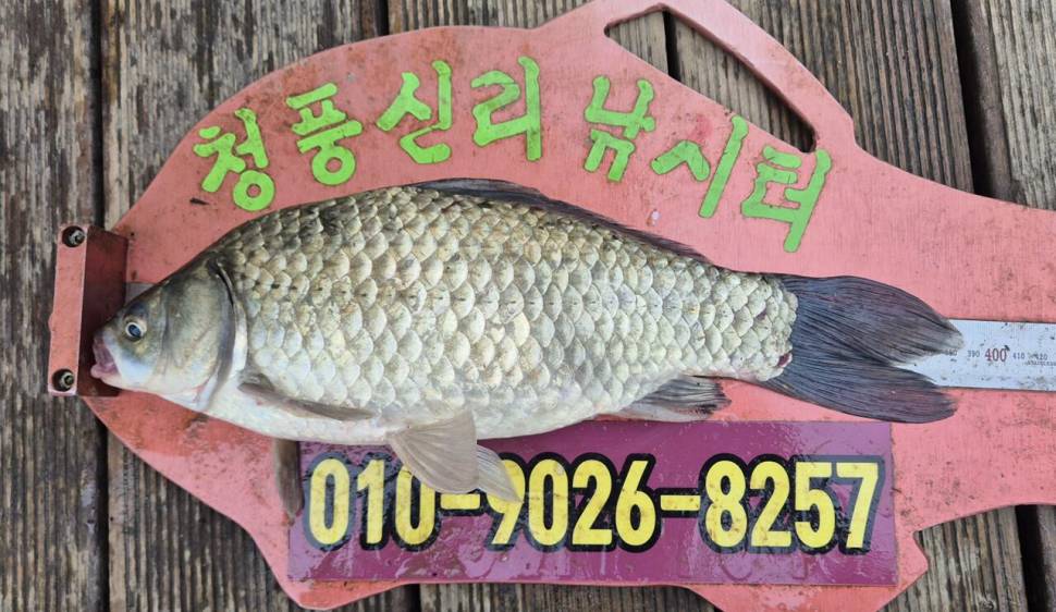 청풍신리낚시터 주말조황입니다 (조황조행기 - 충주호조황속보)
