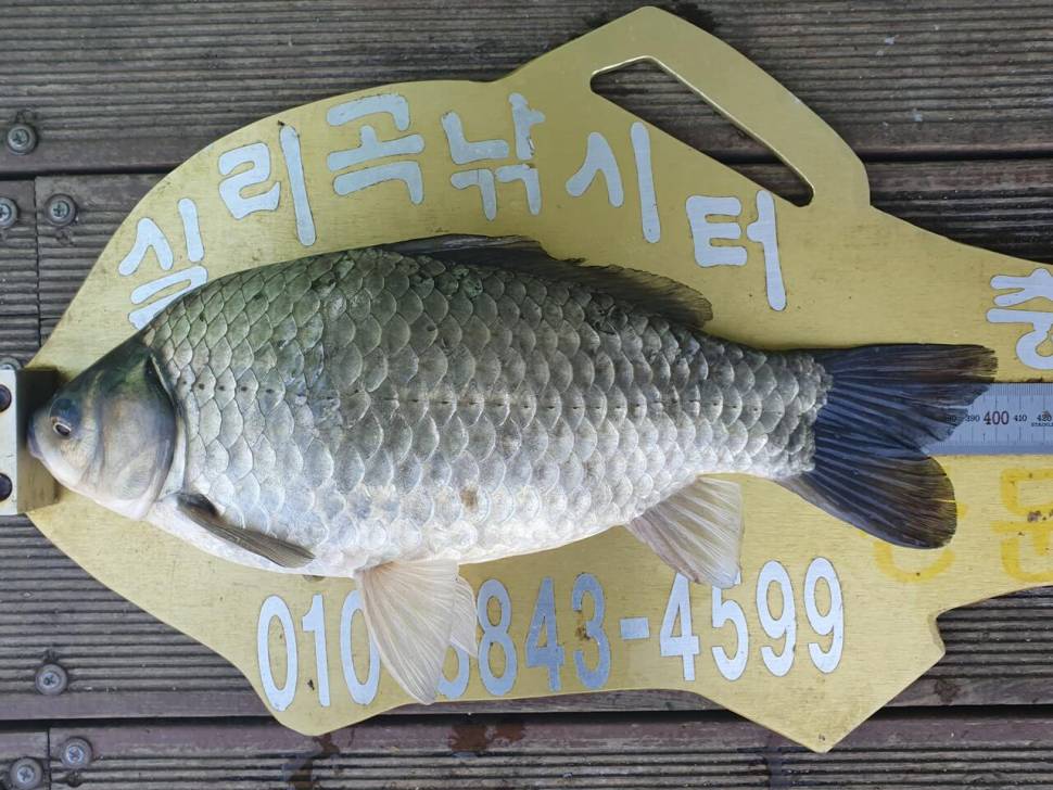 실리곡낚시터 4짜 조황입니다 (조황조행기 - 충주호조황속보)
