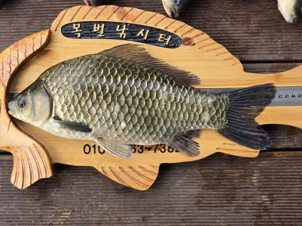 주말 대물들의 조황 (조황조행기 - 충주호조황속보)