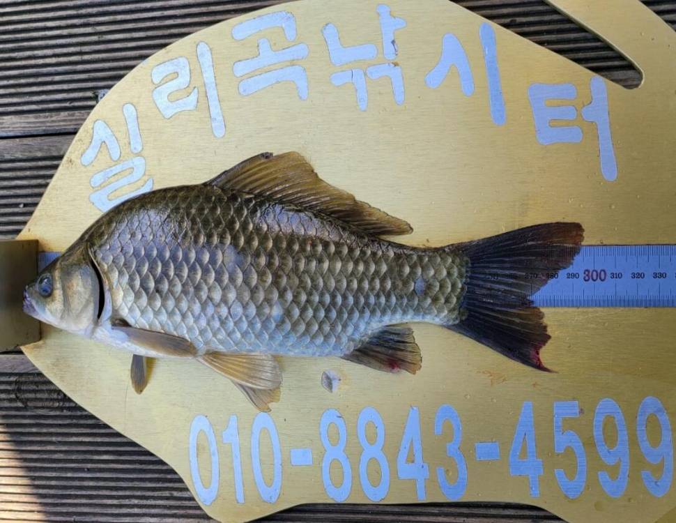 실리곡낚시터 조황입니다 (조황조행기 - 충주호조황속보)