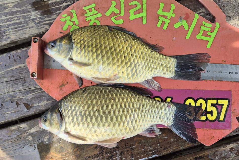 청풍신리낚시터 주말조황입니다 (조황조행기 - 충주호조황속보)