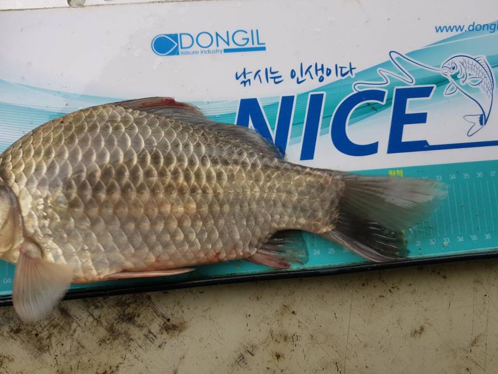 사오단돈 조항올려봅니다 (조황조행기 - 충주호조황속보)