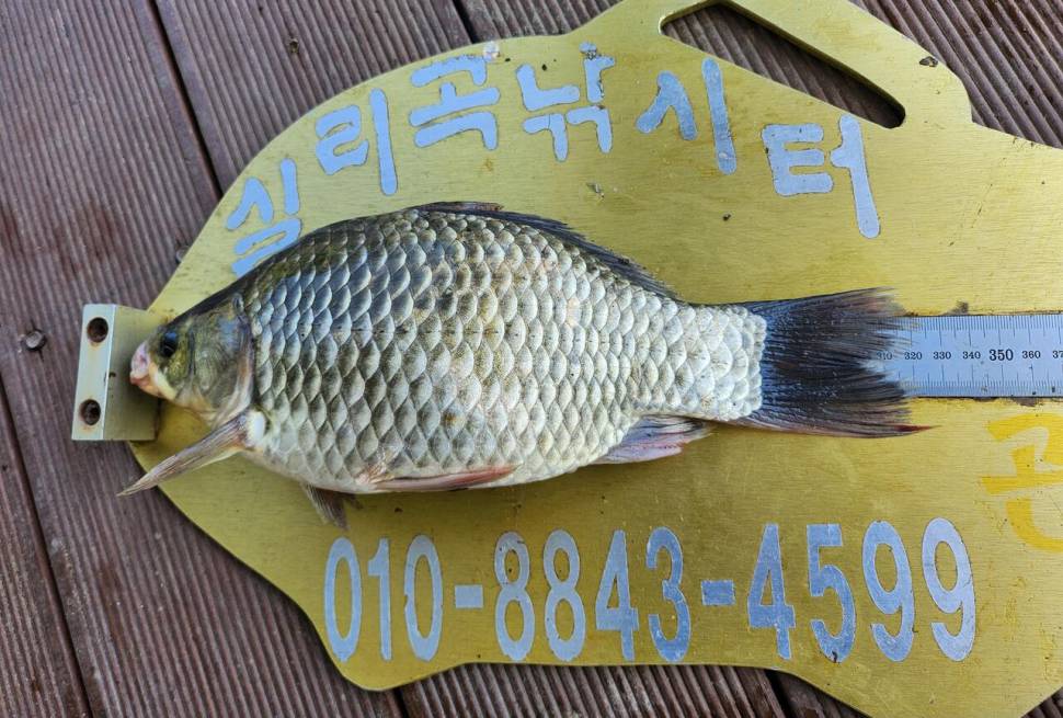청풍 실리곡낚시터 조황입니다 (조황조행기 - 충주호조황속보)