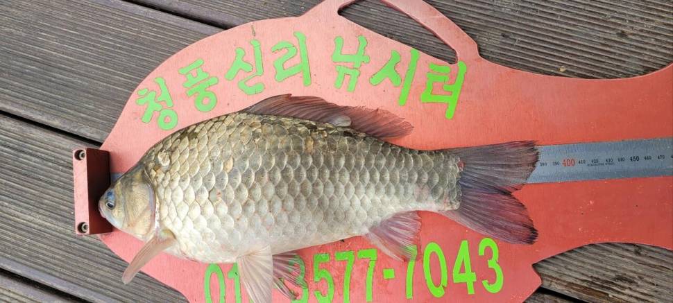 청풍신리낚시터 허리급입니다 (조황조행기 - 충주호조황속보)