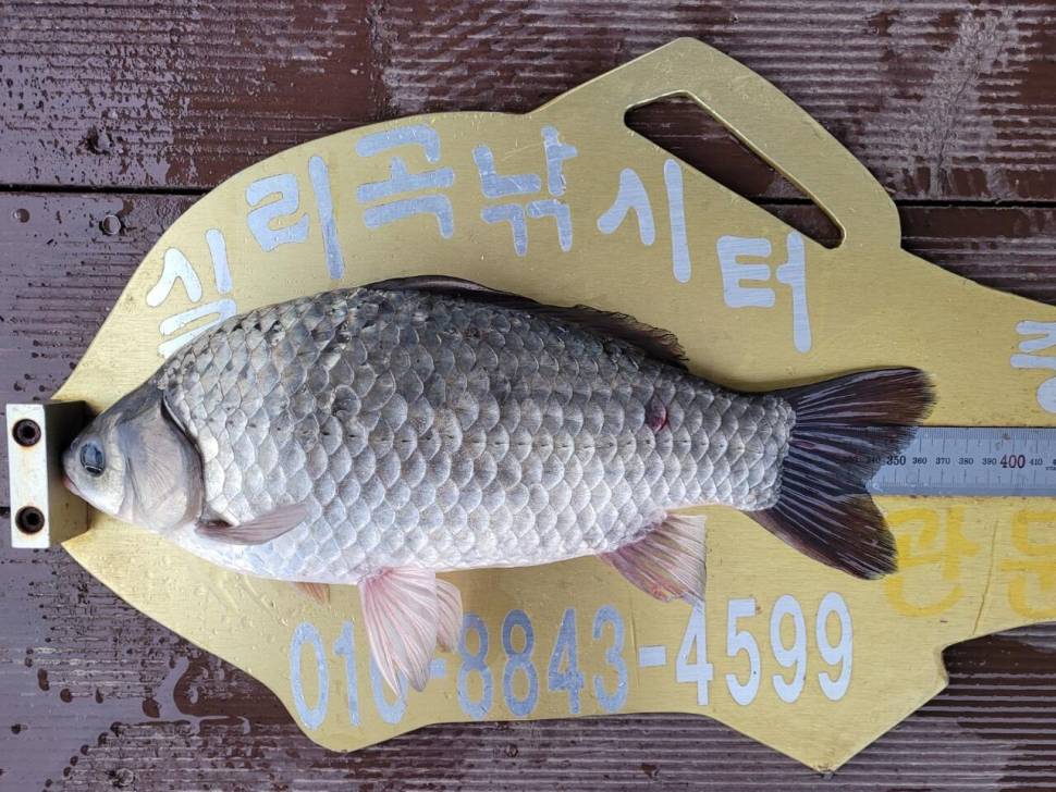 실리곡낚시터 허리급 조황입니다 (조황조행기 - 충주호조황속보)