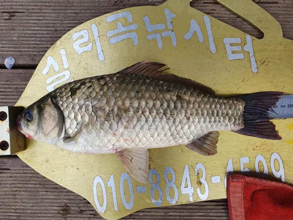 실리곡낚시터 4짜 조황입니다 (조황조행기 - 충주호조황속보)