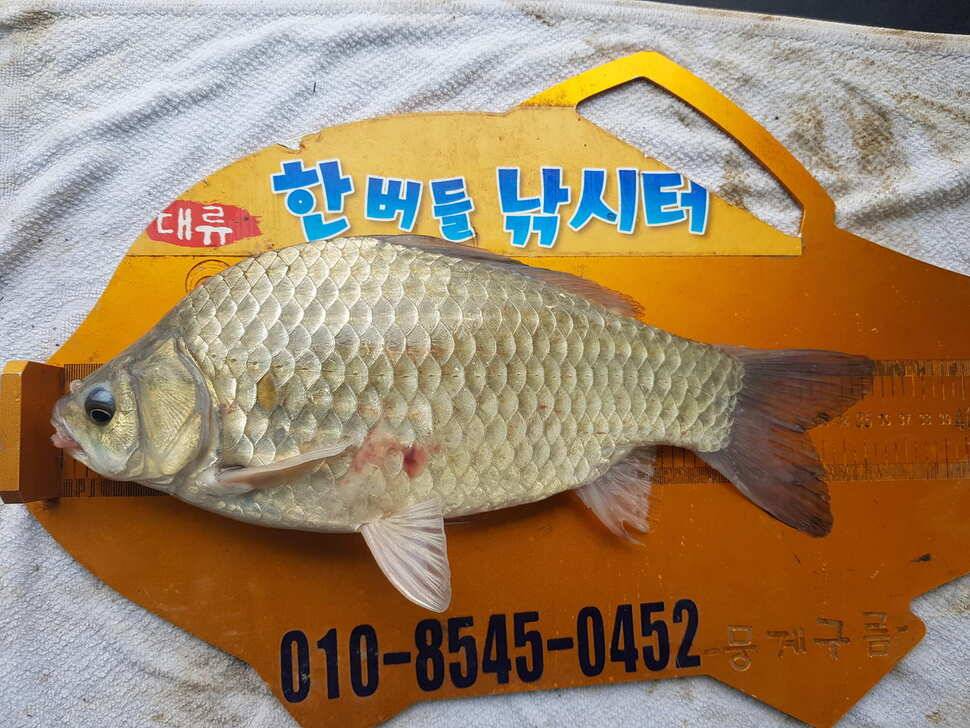 한버들 조황입니다 (조황조행기 - 충주호조황속보)