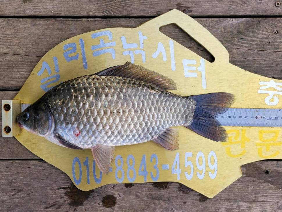 실리곡낚시터 조황입니다 (조황조행기 - 충주호조황속보)