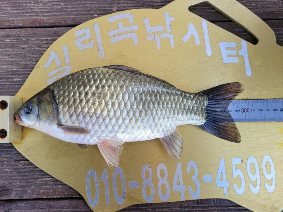 실리곡낚시터 허리급 조황입니다 (조황조행기 - 충주호조황속보)