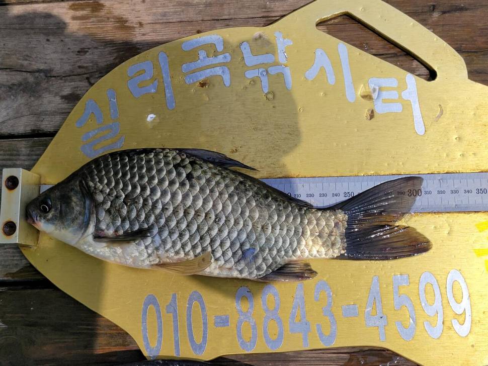 실리곡낚시터 4짜외 허리급입니다 (조황조행기 - 충주호조황속보)