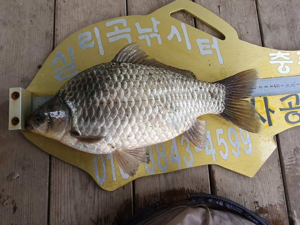 실리곡낚시터 41cm37cm입니다 (조황조행기 - 충주호조황속보)