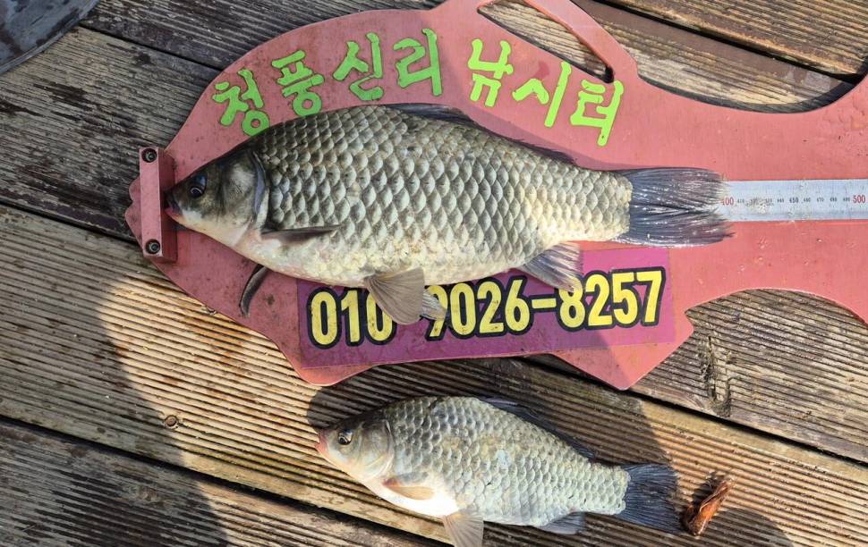 청풍신리낚시터 주말조황입니다 (조황조행기 - 충주호조황속보)