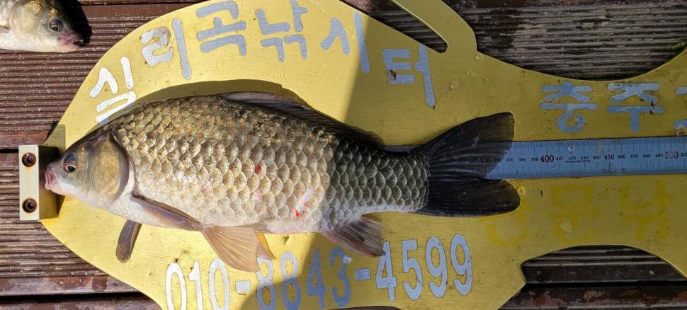 실리곡낚시터 허리급 조황입니다 (조황조행기 - 충주호조황속보)