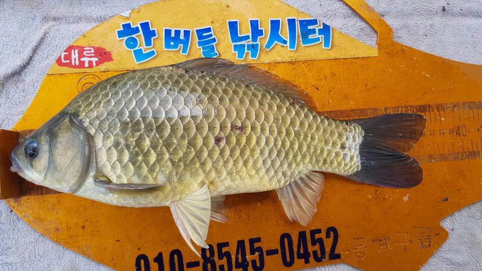 한버들 4짜 포함 허릿급 조황입니다 (조황조행기 - 충주호조황속보)
