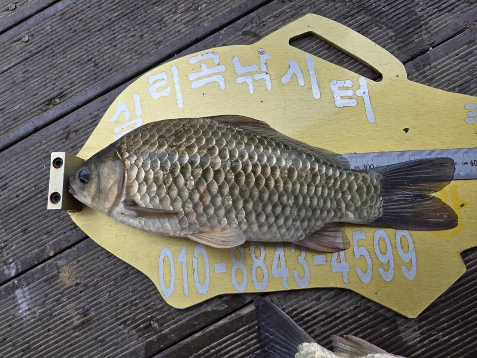 청풍 실리곡낚시터 조황입니다 (조황조행기 - 충주호조황속보)