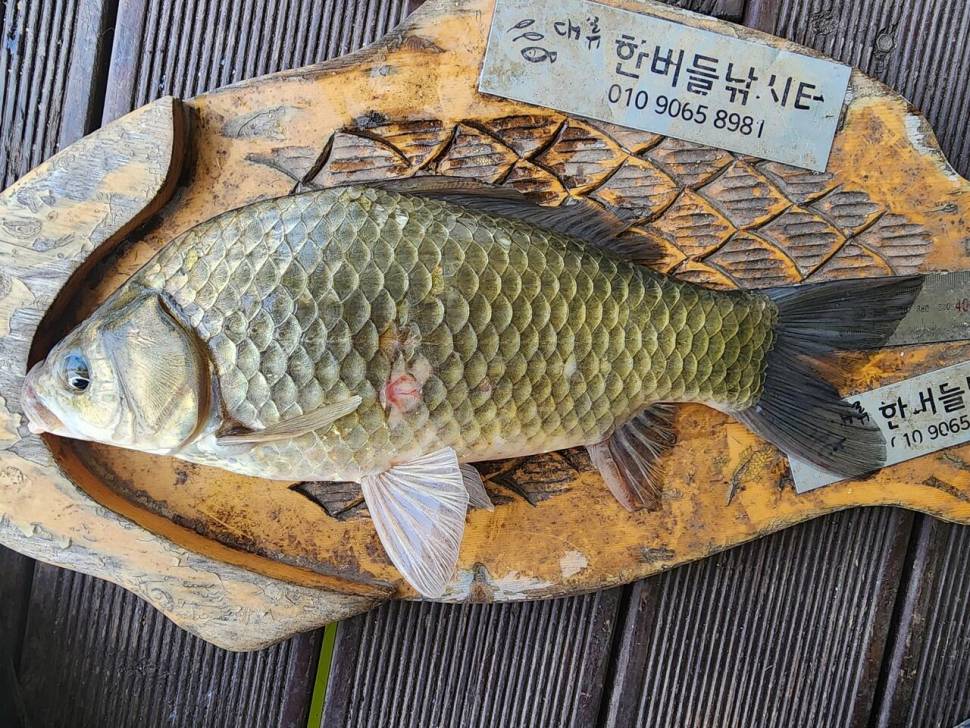 청풍 한버들 허릿급 조황입니다 (조황조행기 - 충주호조황속보)