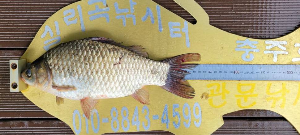 실리곡낚시터 허리급 조황입니다 (조황조행기 - 충주호조황속보)