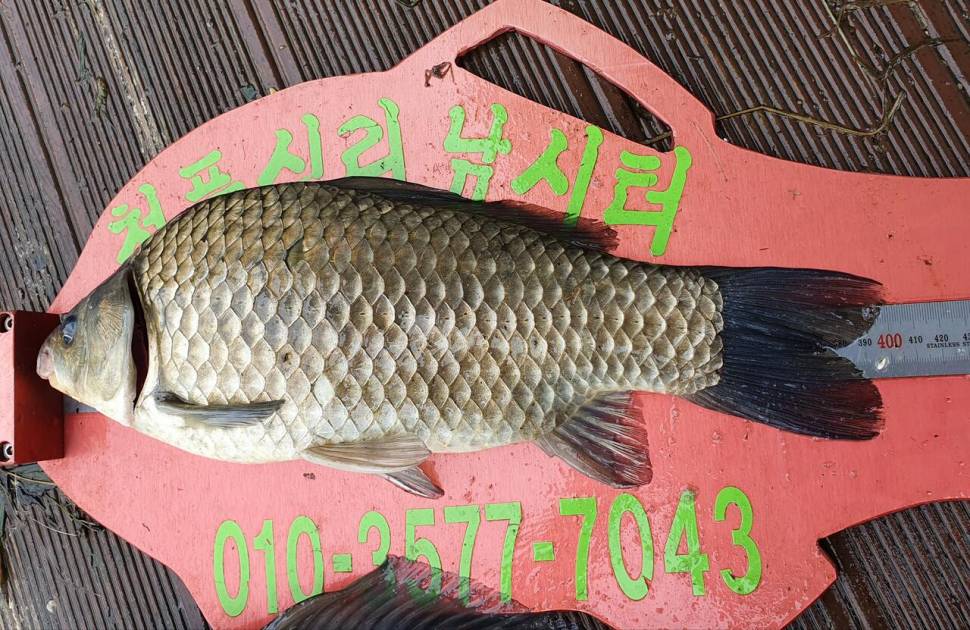 청풍신리낚시터 4짜4짜4짜 조황입니다 (조황조행기 - 충주호조황속보)