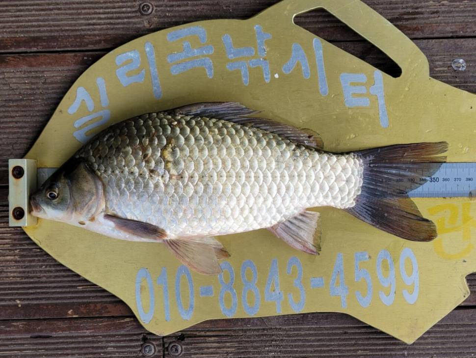 실리곡낚시터 415cm 조황입니다 (조황조행기 - 충주호조황속보)