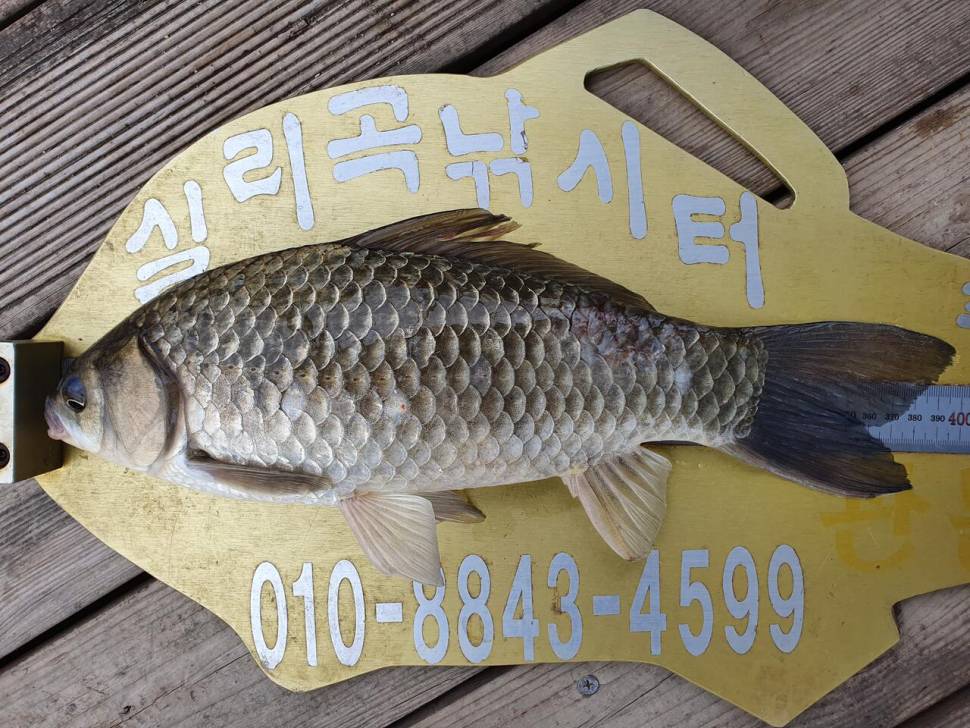 실리곡낚시터 425cm 4짜4짜 허리급 조황입니다 (조황조행기 - 충주호조황속보)
