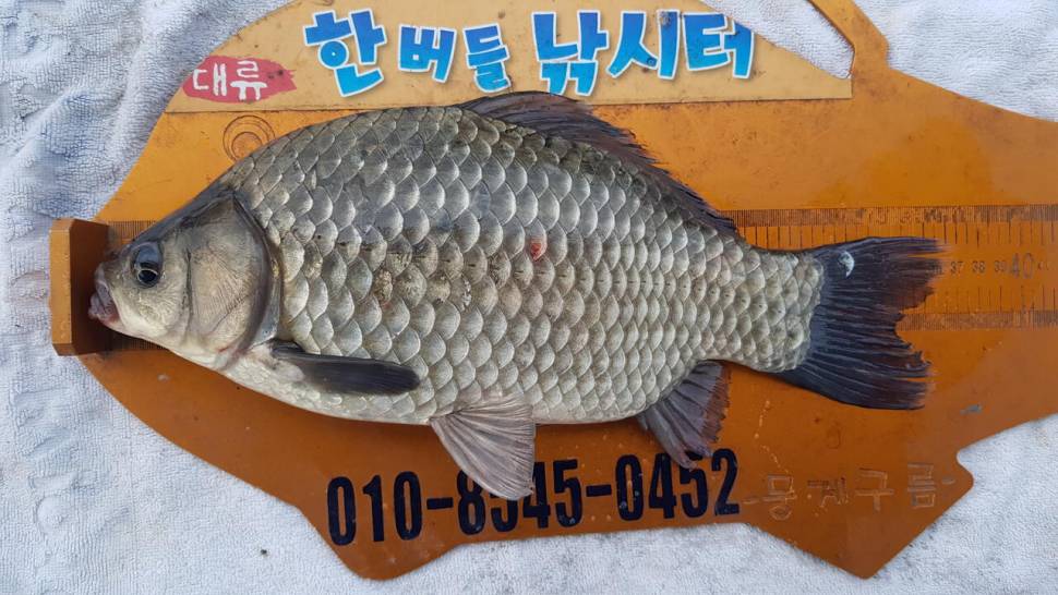 한버들 조황입니다 (조황조행기 - 충주호조황속보)