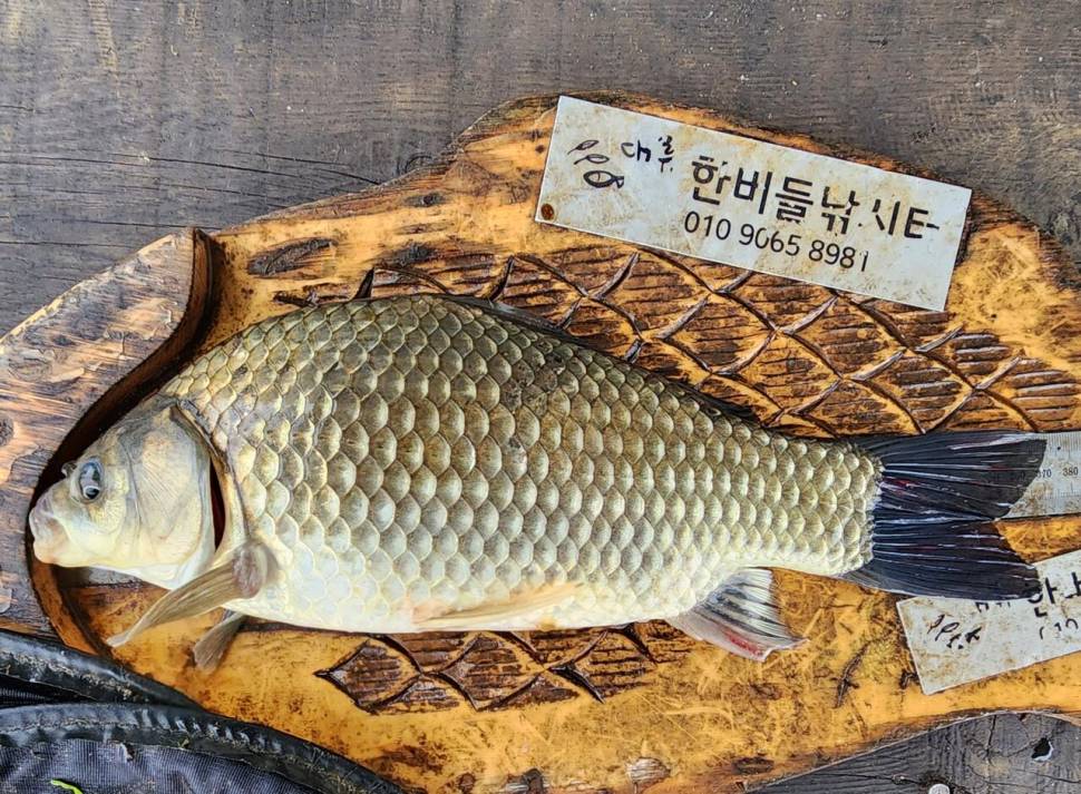 청풍 한버들 허릿급 조황입니다 (조황조행기 - 충주호조황속보)