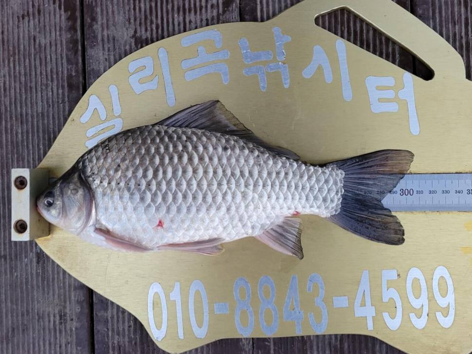 실리곡낚시터 허리급 조황입니다 (조황조행기 - 충주호조황속보)