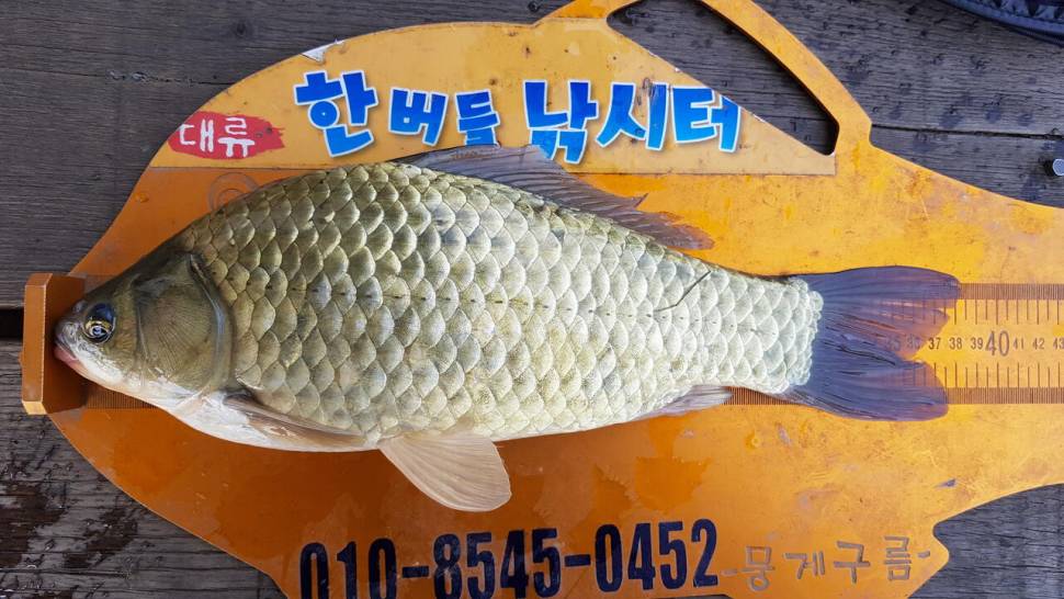 한버들 조황입니다 (조황조행기 - 충주호조황속보)